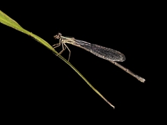 Prodasineura autumnalis