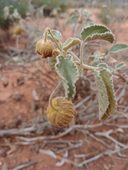 Sida cleisocalyx