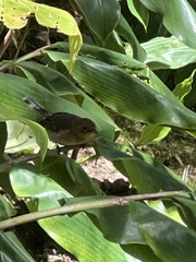 Chasiempis sclateri