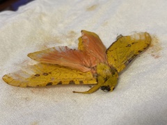 Aenetus eximia