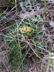Isopogon ceratophyllus
