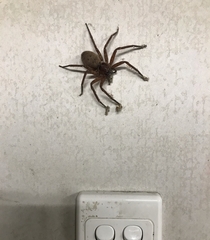 Heteropoda jugulans