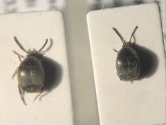 Spermophagus sericeus