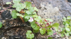 Cymbalaria muralis