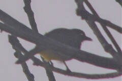 Pycnonotus finlaysoni eous