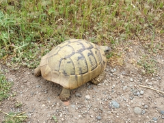 Testudo hermanni