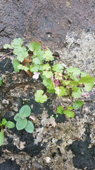 Cymbalaria muralis