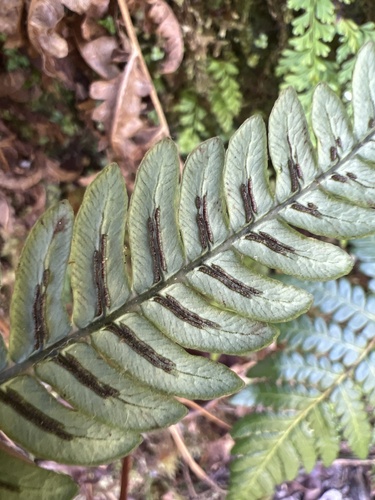 Sadleria wagneriana observed 2022-09-27