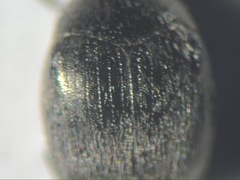 Spermophagus sericeus