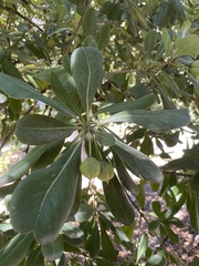 Pittosporum tobira