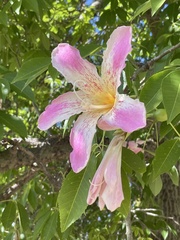 Magnoliopsida