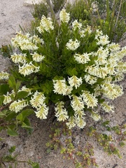 Stackhousia spathulata