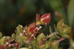 Adenanthos