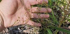 Dianella brevipedunculata