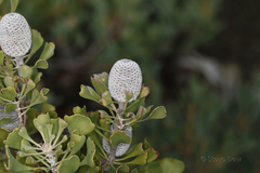 Isopogon trilobus