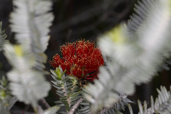 Melaleuca velutina