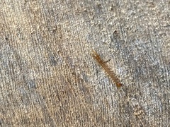 Lithobiomorpha