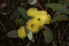 Eucalyptus preissiana