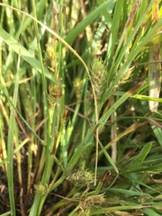 Carex secalina