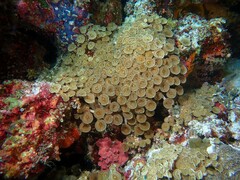 Palythoa heliodiscus