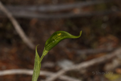 Pterostylis turfosa