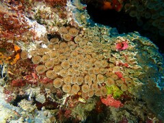 Palythoa heliodiscus