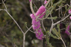 Melaleuca suberosa