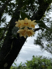 Dendrobium