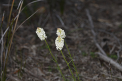 Stackhousia monogyna