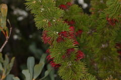 Melaleuca peucophylla