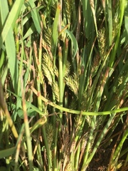 Carex secalina