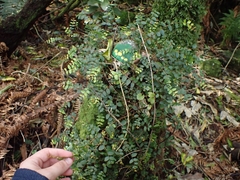 Metrosideros diffusa