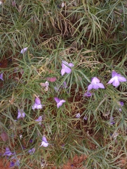 Eremophila gilesii