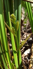Dianella brevipedunculata