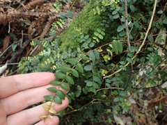 Metrosideros diffusa