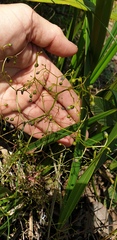 Dianella brevipedunculata