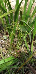 Dianella brevipedunculata