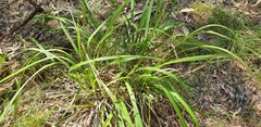 Dianella brevipedunculata