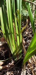 Dianella brevipedunculata