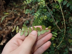 Metrosideros diffusa