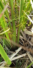 Dianella brevipedunculata