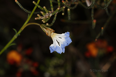Lechenaultia heteromera