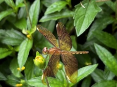 Neurothemis fulvia