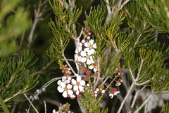 Myrtoideae