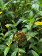 Neurothemis fulvia