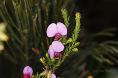 Gompholobium scabrum