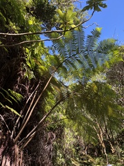Cibotium glaucum