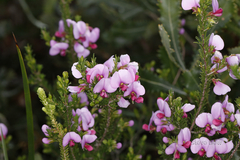 Gompholobium scabrum