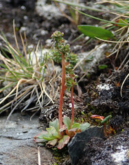 Micranthes foliolosa
