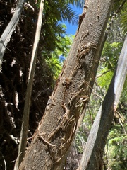 Cibotium glaucum